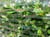 planten