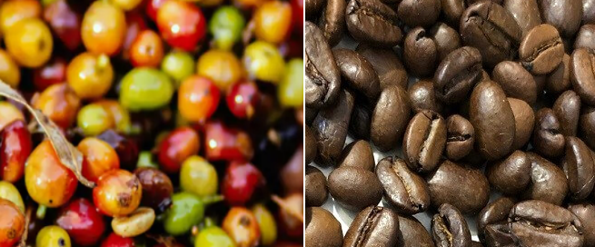 Van Koffiebonen van het land tot Gebrande Koffiebonen